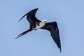 Brown Pelican Pelecanus occidentalis carolinensis