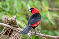 Masked Crimson Tanager Ramphocelus nigrogularis