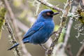 Masked Flowerpiercer Diglossa cyanea cyanea