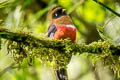 Masked Trogon Trogon personatus temperatus