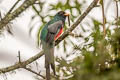 Masked Trogon Trogon personatus personatus