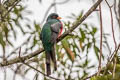 Masked Trogon Trogon personatus personatus