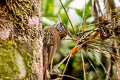 Montane Woodcreeper Lepidocolaptes lacrymiger sneiderni