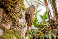 Montane Woodcreeper Lepidocolaptes lacrymiger sneiderni