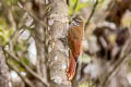 Montane Woodcreeper Lepidocolaptes lacrymiger sanctaemartae