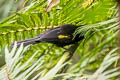 Mountain Cacique Cacicus chrysonotus