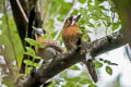 Moustached Puffbird Malacoptila mystacalis