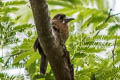 Moustached Puffbird Malacoptila mystacalis