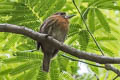 Moustached Puffbird Malacoptila mystacalis