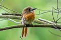 Moustached Puffbird Malacoptila mystacalis