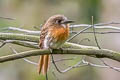 Moustached Puffbird Malacoptila mystacalis