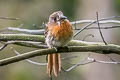 Moustached Puffbird Malacoptila mystacalis