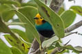 Multicoloured Tanager Chlorochrysa nitidissima