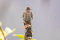 Northern Tropical Pewee Contopus bogotensis bogotensis