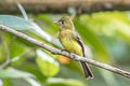 Northern Tufted Flycatcher Mitrephanes phaeocercus berlepschi 