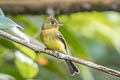 Northern Tufted Flycatcher Mitrephanes phaeocercus berlepschi 