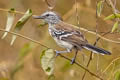 Northern White-fringed Antwren Formicivora intermedia intermedia