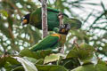 Orange-cheeked Parrot Pyrilia barrabandi barrabandi