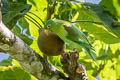 Orange-chinned Parakeet Brotogeris jugularis jugularis