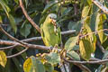 Orange-winged Amazon Amazona amazonica