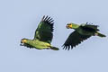 Orange-winged Amazon Amazona amazonica