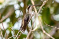 Pale-bellied Hermit Phaethornis anthophilus anthophilus