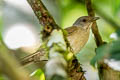 Pale-breasted Thrush Turdus leucomelas albiventer