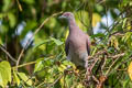 Pale-vented Pigeon Patagioenas cayennensis andersoni 