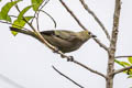 Palm Tanager Thraupis palmarum atripennis