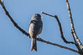 Paramo Seedeater Catamenia homochroa oreophila 