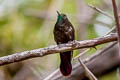 Perija Metaltail Metallura iracunda