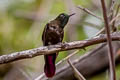 Perija Metaltail Metallura iracunda