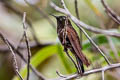 Perija Metaltail Metallura iracunda