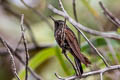 Perija Metaltail Metallura iracunda