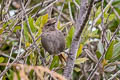 Perija Thistletail Asthenes perijana