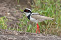 Pied Plover Hoploxypterus cayanus