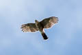 Plain-breasted Hawk Accipiter ventralis