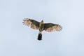 Plain-breasted Hawk Accipiter ventralis