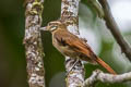 Plain Xenops Xenops genibarbis littoralis