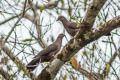 Plumbeous Pigeon Patagioenas plumbea bogotensis