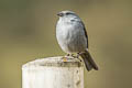 Plumbeous Sierra Finch Geospizopsis unicolor geospizopsis