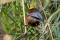 Plushcap Catamblyrhynchus diadema federalis