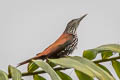 Point-tailed Palmcreeper