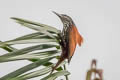 Point-tailed Palmcreeper