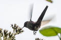 Purple-backed Thornbill Ramphomicron microrhynchum microrhynchum