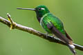 Purple-bibbed Whitetip Urosticte benjamini