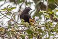 Purple-throated Fruitcrow Querula purpurata