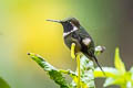 Purple-throated Woodstar Philodice mitchellii