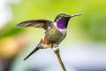 Purple-throated Woodstar Philodice mitchellii