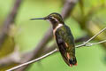 Purple-throated Woodstar Philodice mitchellii